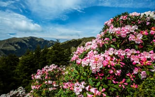 Картинка лес, лето, синева, цветы, листья, холмы, облака, горы