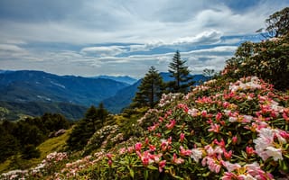 Картинка лес, небо, природа, облака, холмы, горы, азия, цветы