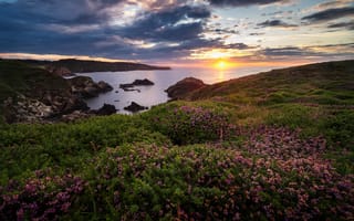 Картинка море, закат, Asturias, Бискайский залив, скалы, цветы, Spain, Испания, Астурия, Bay of Biscay, побережье