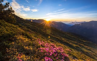 Картинка лес, лето, лучи, цветы, солнце, облака, закат, листья