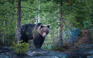 Картинка природа, медведь, лес