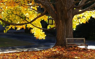 Обои дерево, скамья, осень