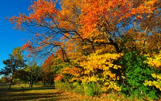 Картинка небо, осень, парк, деревья, трава, лес, листья