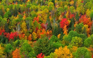 Картинка лес, осень, деревья