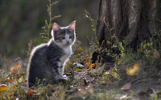 Картинка кошка, природа, взгляд