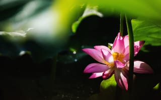 Картинка листья, свет, лепестки, лотос, цветы, темный, стебель, розовые