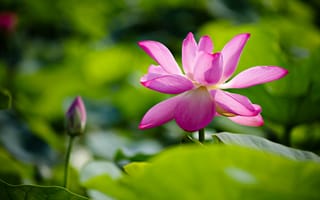 Картинка листья, цветы, лепестки, розовые, бутоны, лотос, размытый