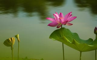 Картинка листья, вода, природа, пруд, лепестки, лотос, цветы