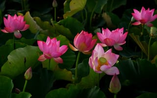 Картинка листья, цветы, лепестки, темный, лотос, розовые, пруд, природа