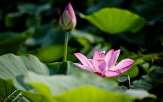 Картинка листья, свет, лепестки, стебель, природа, пруд, темный, цветы