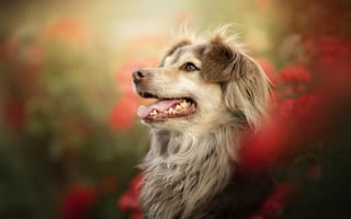 Картинка собака, портрет, морда, боке