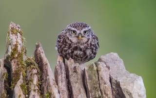 Картинка взгляд, зеленый, птица, сыч, пень, сова