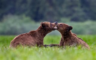 Картинка трава, морда, друг, две, поляна, игра, природа