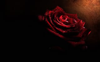 Картинка капли, макро, свет, черный, цветы, алая, бутоны, розы