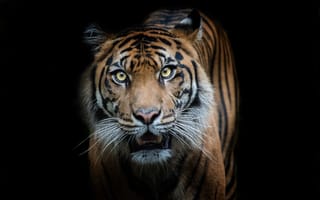 Картинка полосатый, хищник, тигр