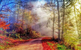 Картинка road, trees, листья, лес, дорога, fall, park, path, autumn, осень, leaves, colorful, colors, walk, forest, природа, nature, деревья, парк
