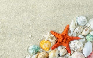 Картинка песок, звезда, beach, ракушки, summer, sand, seashells, marine, starfish, пляж