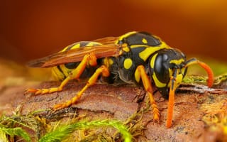 Картинка макро, пятнистый, насекомое, шершень, кора, коричневый, оса