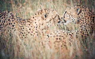 Картинка леопарды, природа