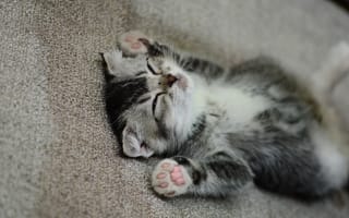 Картинка котёнок, лапки, мордочка, спит