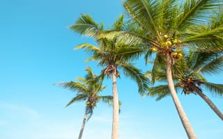 Картинка пляж, лето, beautiful, beach, palms, summer, небо, tropical, paradise, seascape, берег, пальмы