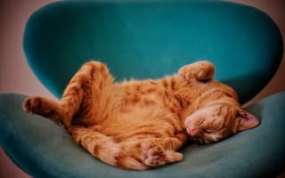 Картинка кот, поза, яйца, сон, кресло, уют, зеленый