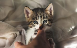 Картинка кошка, взгляд, серый, свет, руки, игра, кровать