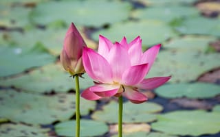 Картинка цветы, lotus, озеро, розовый, flowers, бутоны, waterlily, лотос, pink, petals, lake