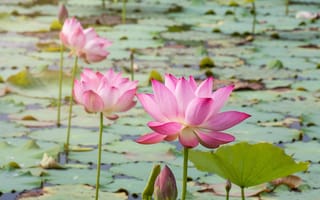 Картинка цветы, озеро, petals, lotus, lake, лотос, розовый, flowers, pink, бутоны