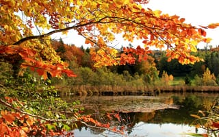 Обои небо, листья, ветка, осень, озеро, лес