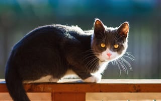 Картинка кошка, кот, свет, взгляд, морда, серый, поза, усы