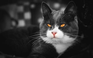 Картинка кошка, кот, обработка, морда, серый, портрет, взгляд