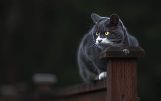 Картинка кошка, желтые глаза, кот, темный, морда, сидит, столб, дымчатый, забор, поза, серый, взгляд
