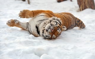 Картинка тигр, амурский, снег, кошка
