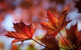 Картинка листья, клён, осень