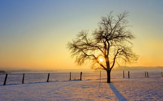 Обои зима, дерево, снег, солнце