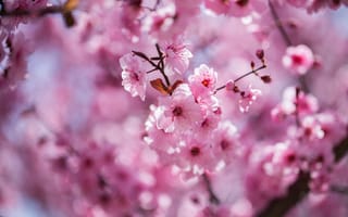 Картинка цветы, ветки, природа, цветочки, весна, розовые, сакура, вишня