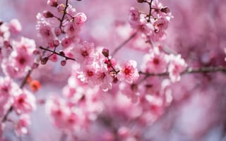 Картинка цветы, ветки, вишня, сакура, розовые, весна, природа