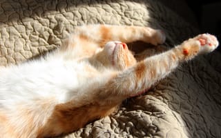 Картинка кошка, кот, свет, поза, покрывало, кровать, утро