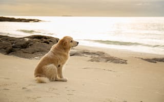 Обои песок, sea, лабрадор, beach, dog, пляж, лето, море, собака, seascape, sand, labrador, summer, golden, retriever, ретривер