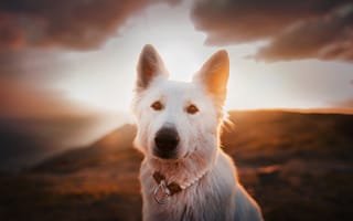 Картинка взгляд, собака, морда, Белая швейцарская овчарка, закат