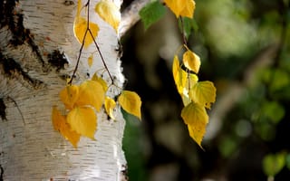 Картинка берёза, природа, листья, осень