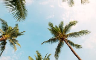 Картинка пляж, palms, небо, beautiful, лето, paradise, пальмы, summer, beach, tropical
