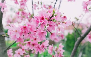 Картинка ветки, весна, sakura, cherry, pink, цветение, сакура, blossom