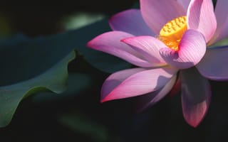 Картинка листья, макро, крупный план, темный, лепестки, лотос, цветы, розовые