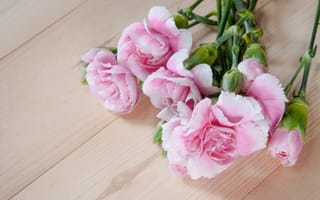Картинка цветы, розовые, flowers, бутоны, гвоздики, pink, wood