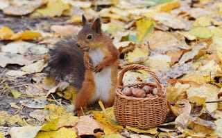 Картинка осень, орехи, корзинка, белка