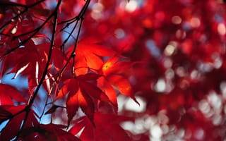 Картинка небо, листья, ветка, дерево, багрянец, осень