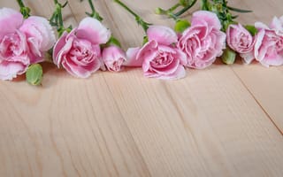 Картинка цветы, розовые, wood, бутоны, pink, гвоздики, flowers