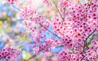 Картинка ветки, весна, цветение, sakura, spring, cherry, pink, blossom, сакура, bloom